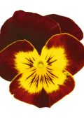 W9243.png