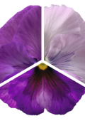 x01850.png