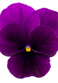 VC0129R.png