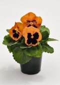 orange-blotch-x0285-1.jpg