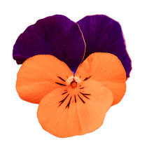 vc0118R.png