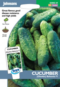 17042-cucumber-gherkin-bohemia-f1.jpg