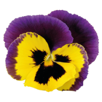 x0255.png