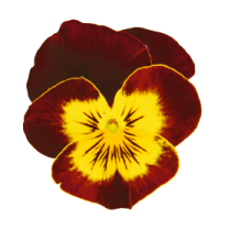 W9243.png