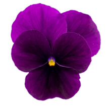 VC0129R.png