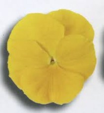 ge-1.jpg