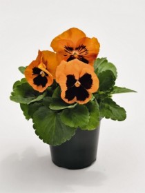 orange-blotch-x0285-1.jpg