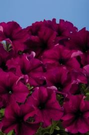 petunia-hybrida-aladdin-burgundy-t2110-1.jpg
