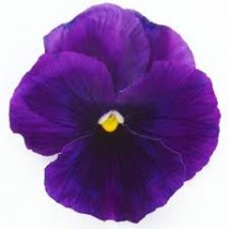 violet-1.jpg