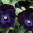 vc0105-FPNG.png