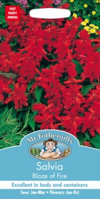 13893-salvia-blaze-of-fire.jpg